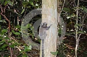 Sagui Monkey - Rio De Janeiro - Brazil