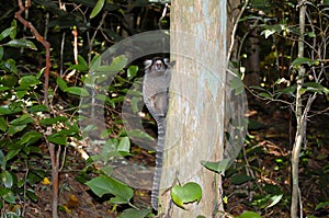 Sagui Monkey - Rio De Janeiro - Brazil