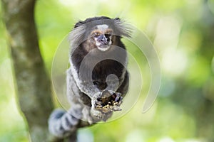 Sagui Monkey in the Wild in Rio de Janeiro, Brazil