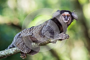 Sagui Monkey in the Wild, Rio de Janeiro, Brazil