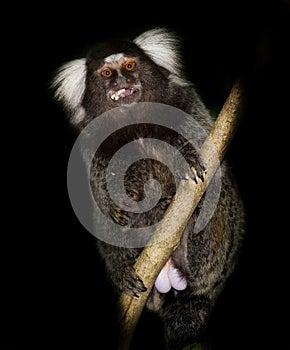 Sagui in tree eating fruit