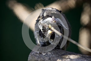 Saguinus imperator