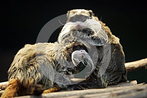 Saguinus imperator photo