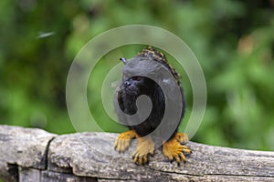 Saguinus midas red-handed tamarin funny black monkey animal on wood, green background