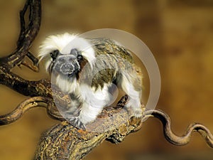 Saguinus oedipus