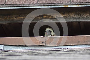 Saguinus oedipus cotton-top tamarin animal on rooftop, one of the smallest primates playing, very funny monkeys