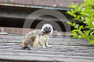 Saguinus oedipus cotton-top tamarin animal on rooftop, one of the smallest primates playing, very funny monkeys