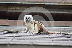 Saguinus oedipus cotton-top tamarin animal on rooftop, one of the smallest primates playing, very funny monkeys