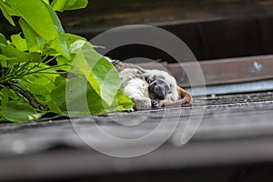 Saguinus oedipus cotton-top tamarin animal on rooftop, one of the smallest primates playing, very funny monkeys