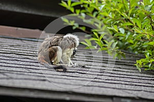 Saguinus oedipus cotton-top tamarin animal on rooftop, one of the smallest primates playing, very funny monkeys