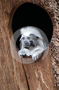 Saguinus oedipus