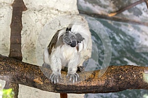 Saguinus oedipus small white hairy monkey on wooden branch, funny face