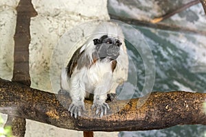 Saguinus oedipus small white hairy monkey on wooden branch, funny face
