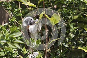 Saguinus oedipus - Tamarin Pinscher - a little cute monkey