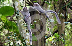 Saguis brazilian monkeys jumps on tree, in trail to Pico do Jaragua mountain in SÃ£o Paulo, Brazil