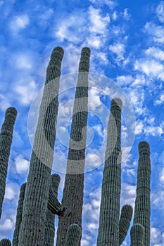Sagurao cactus arms soaring into sky photo