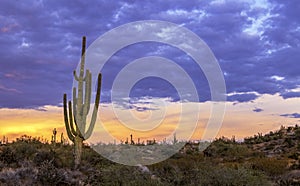 Sagurao Cactus At Sunset In Scottsdale Arizona photo