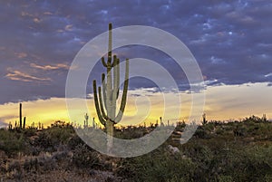 Sagurao Cactus At Sunset In Scottsdale Arizona near Browns Ranch photo