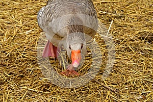 Sagy; France - june 3 2019 : poultry