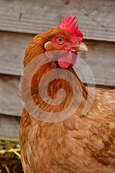 Sagy; France - june 3 2019 : poultry