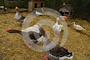 Sagy; France - june 3 2019 : poultry