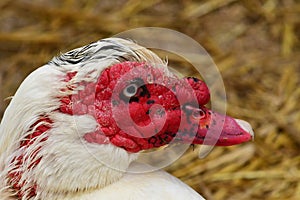 Sagy; France - june 3 2019 : poultry