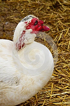 Sagy; France - june 3 2019 : poultry