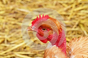 Sagy; France - june 3 2019 : poultry