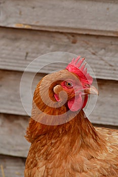 Sagy; France - june 3 2019 : poultry