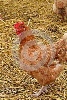 Sagy; France - june 3 2019 : poultry