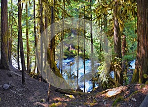 Sahalie Koosah Tamolitch falls hiking trail on McKenzie river, Williamette National Forest, Cascade Mountains, Oregon.