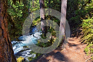 Sahalie Koosah Tamolitch falls hiking trail on McKenzie river, Williamette National Forest, Cascade Mountains, Oregon.