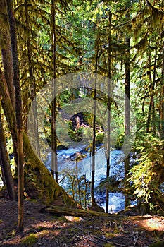 Sahalie Koosah Tamolitch falls hiking trail on McKenzie river, Williamette National Forest, Cascade Mountains, Oregon.