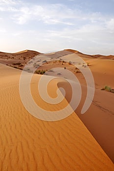 Sahara