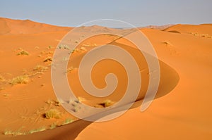 Sahara