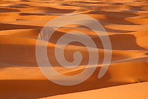 Sahara