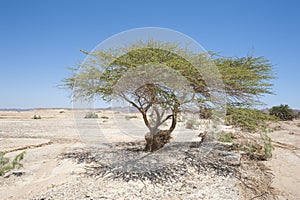 Sahara acacia tree in desert landscape