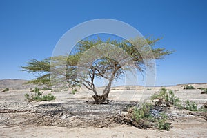 Sahara acacia tree in desert landscape