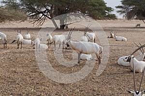 Sahara antelope scimitar Oryx Oryx leucoryx