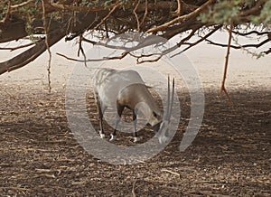 Sahara antelope scimitar Oryx Oryx leucoryx