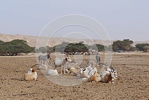 Sahara antelope scimitar Oryx Oryx leucoryx and wild Donkey