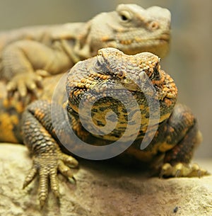 Sahara Dabb Lizard 1