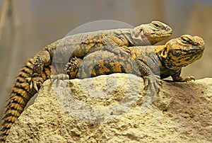 Sahara Dabb Lizard 2