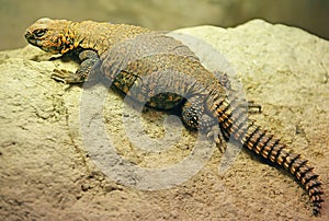 Sahara Dabb Lizard 3