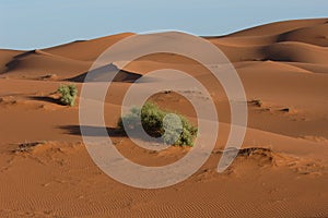 Sahara Desert