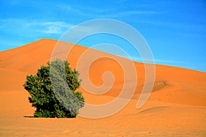 Sahara Desert