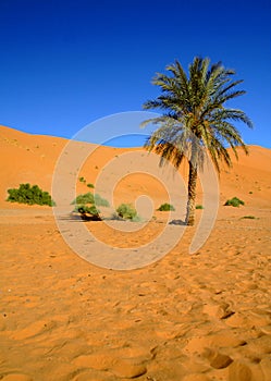 Sahara Desert