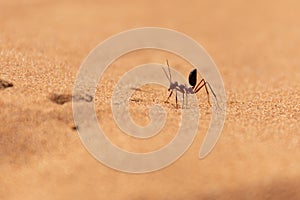 Sahara Desert Ant Cataglyphis bicolor running along the sand dunes