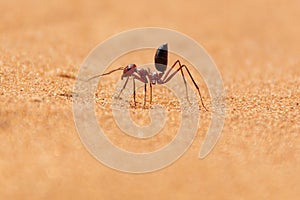 Sahara Desert Ant Cataglyphis bicolor running along the sand dunes