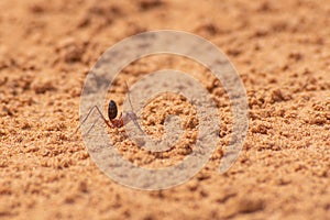 Sahara Desert Ant Cataglyphis bicolor running along the sand dunes in Ras al Khaimah, United Arab Emirates